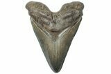 Serrated, Fossil Megalodon Tooth - South Carolina #310396-1